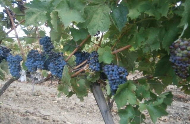 Празнуват Трифоновден в с. Плоски