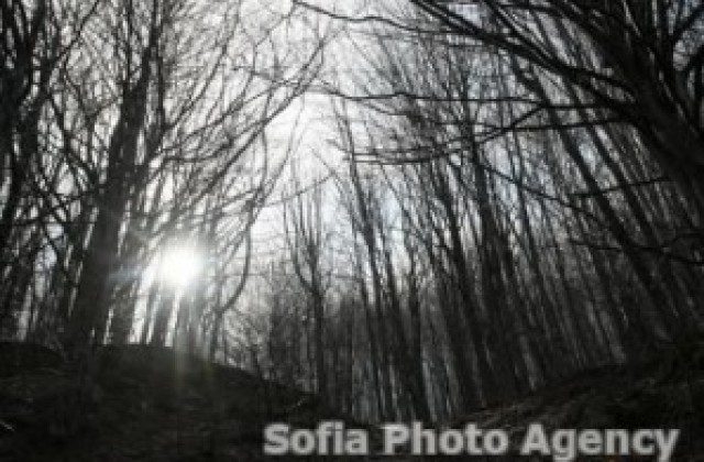 НАП продава гори край Арбанаси в новия си електронен магазин