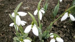 173 градуса днес в Габрово