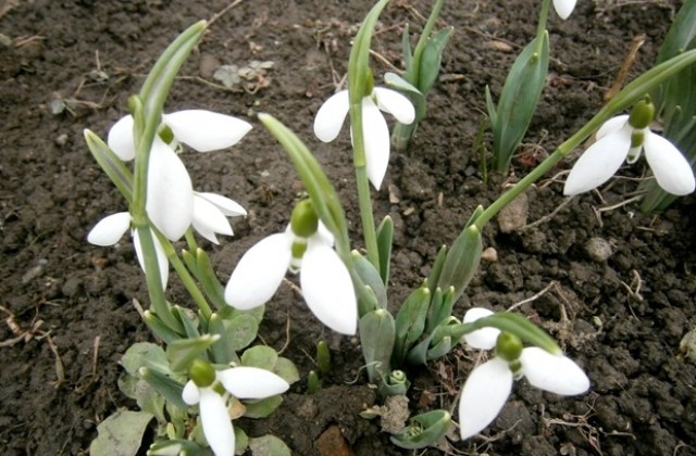 17,3 градуса днес в Габрово