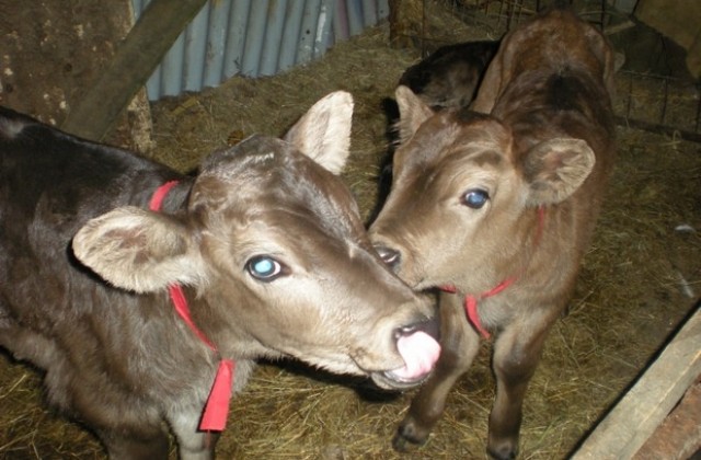 Умуват за забрана на клането на телета, крави и говеда в двора