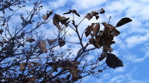 Разкъсана облачност