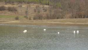 Нашествие на водни кокошки в язовир Йовковци