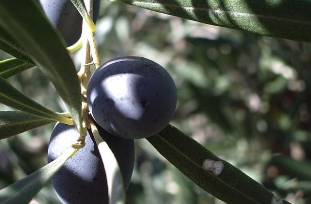 Прародината на маслината е в Левант