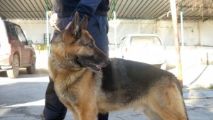 Четириногите полицаи на Варна