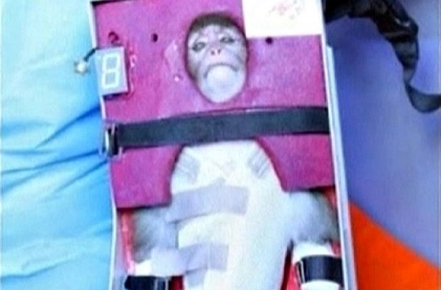 Иран покани САЩ да интервюират маймуната космонавт