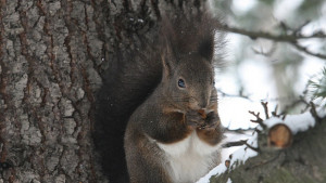 Интензивни валежи и температури под нулата