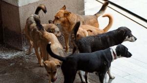 Ловят безстопанствените кучета в Ловеч по график