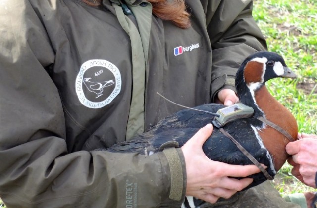 Поставиха проследяващи устройства на застрашен вид гъски