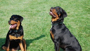 Варна дава 50 000 лева за градинки за кучета