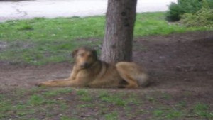 32годишен русенец застреля куче