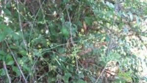 Нова защитена местност на територията на област Русе