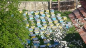 Пчелари искат от министъра на земеделието промяна в наредба