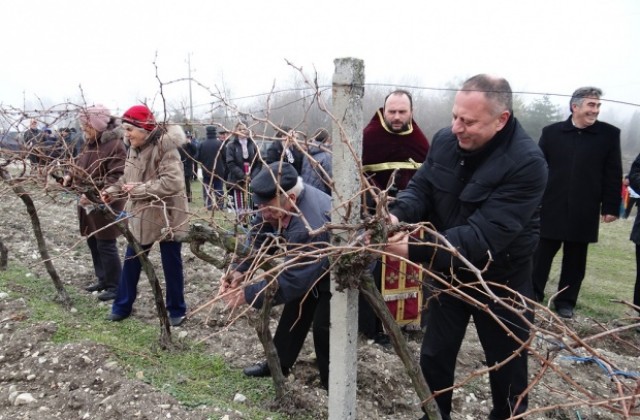 Бяла си избра Цар на лозята