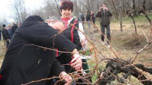 Зарязаха лозята в Близнец