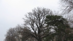 Вековен дъб и останките на дворец под него вече са