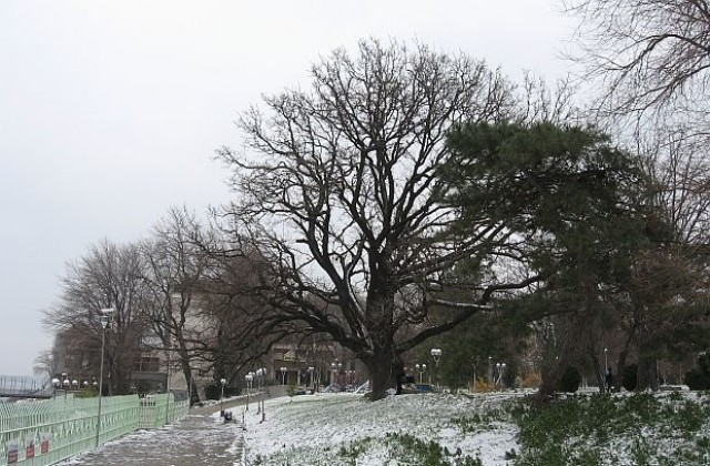 Столетният дъб, под който лежат руините на Омуртаговия дворец в Силистра, вече е защитен