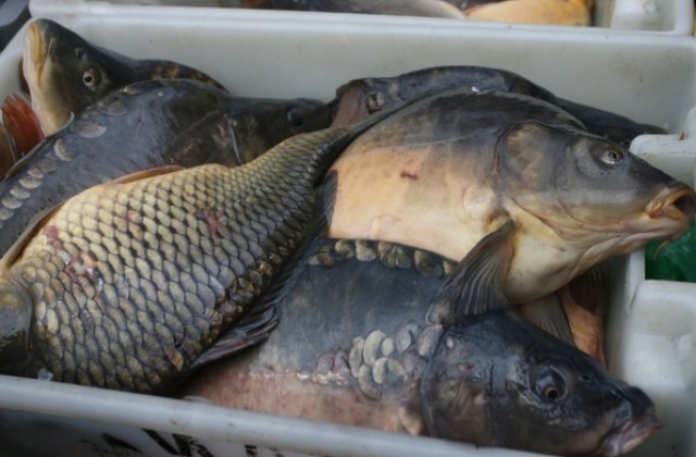 Спипаха бракониер с 98 кг риба