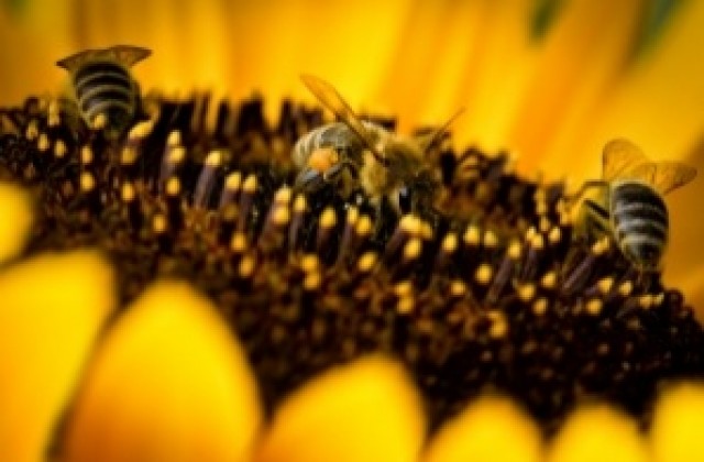 КЛИНИКА НА ШЕСТИЯ ЕТАЖ: Над 500 заболявания лекуват пчелите