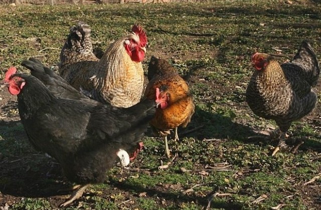 Мисия Лондон в село Цонево