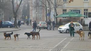 Спряха сигналите за бездомни кучета в Благоевград