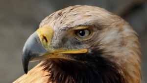 Площадка за подхранване на царски орли на територията на община