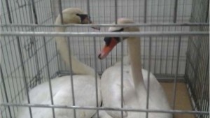 Спасиха двойка лебеди край село в Силистренско