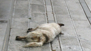 Свикват епизоотична комисия заради десетки отровени кучета в Силистра