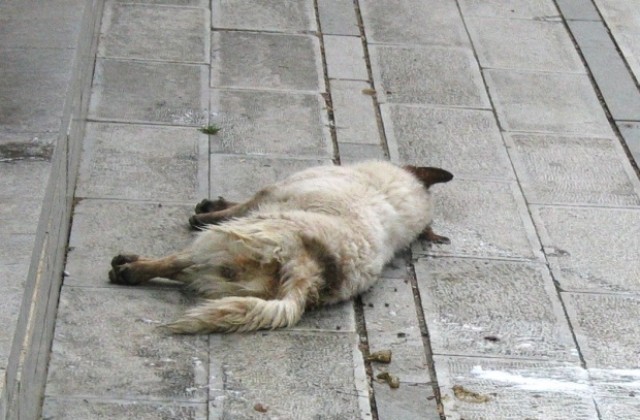 Свикват епизоотична комисия заради десетки отровени кучета в Силистра