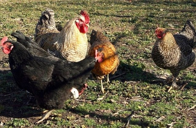 Разкриха нелегална ферма за отглеждане на кокошки