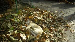 80 кучета и котки осиновени за месец