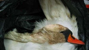 Отстрелян ням лебед е открит в рДунав край сПиргово