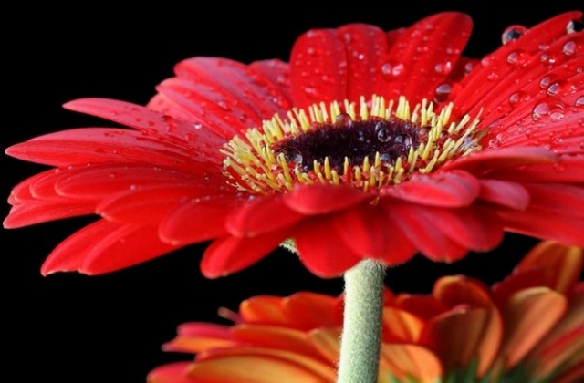 Със стотици гербери, младежите от ГЕРБ поздравяват плевенчанки