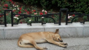 Стартира проект за контрол върху популацията на бездомните животни