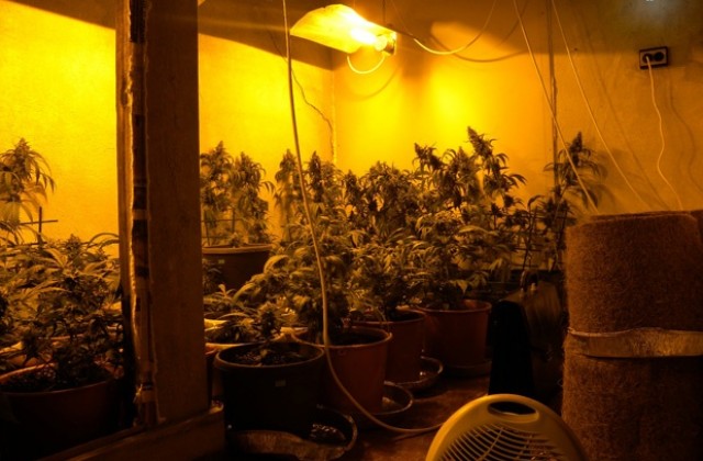Отриха лаборатория за отглеждане на канабис