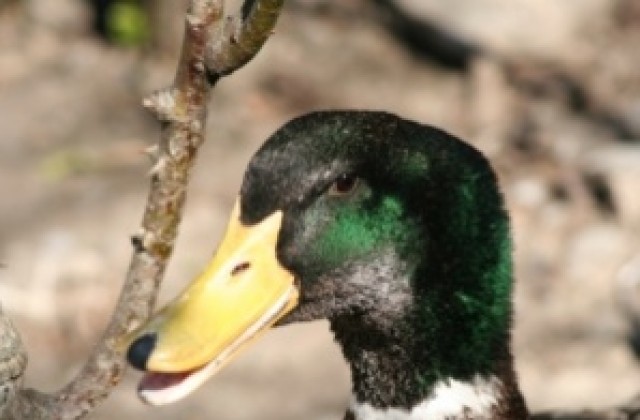 И ловците се включват в протеста срещу монополите в Пазарджик
