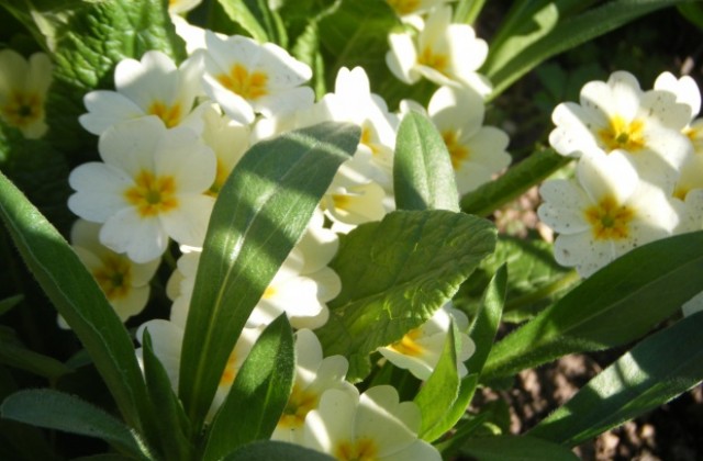 Топла събота, с температури до 19°