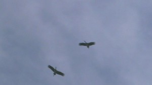 Първите щъркели пристигнаха