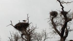 Първият щъркел пристигна в Самуилово