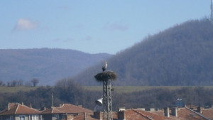Първите щъркели долетяха в Елена
