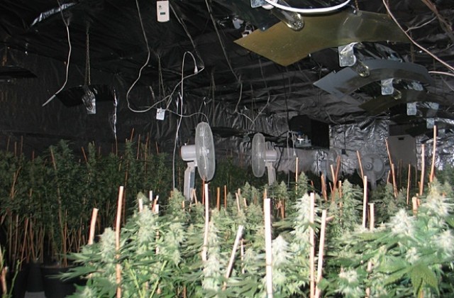 Разбиха лаборатория за канабис-наркопроизводители кътали 50 000 евро