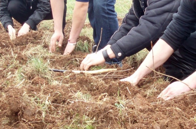 Община Враца раздава безплатно храсти и дръвчета за озеленяване
