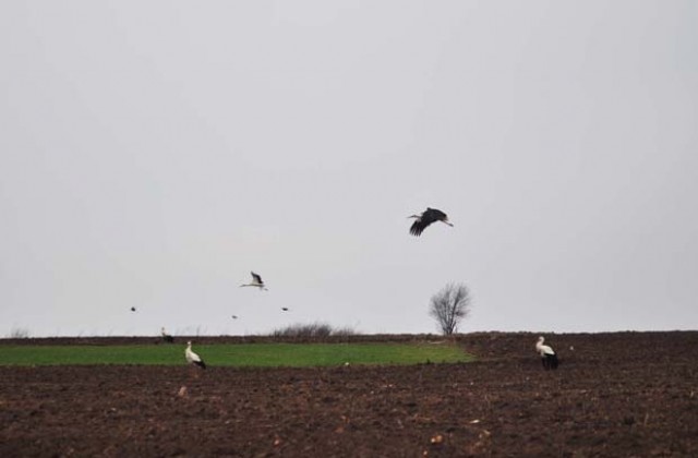 Щъркели от две страни „нападат“ разградско село