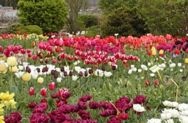 Над 80 000 пролетни растения ще цъфнат в Ботаническата градина в Балчик