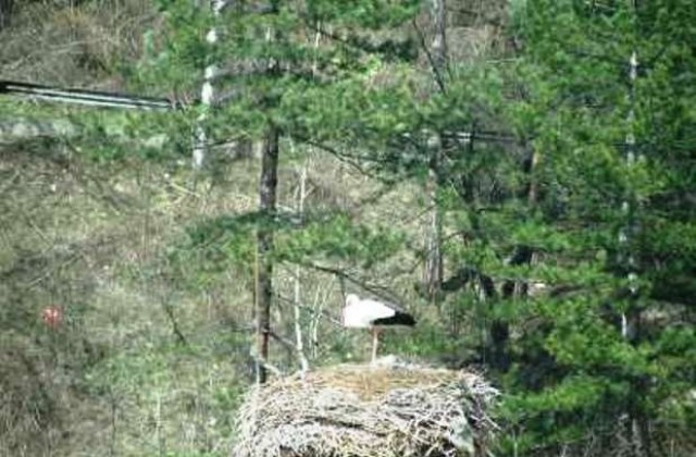 След бурята в Трявна долетя щъркелът