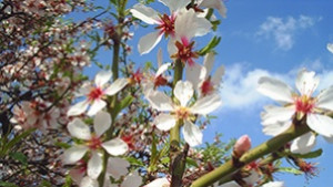 Настъпва астрономическата пролет