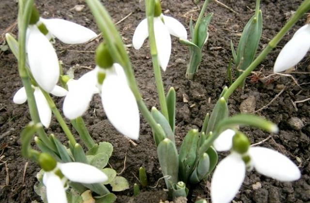 Настъпва астрономическата пролет