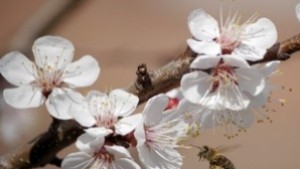 Днес по обяд настъпи астрономическата пролет