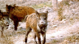 Спипаха бракониер от Свищов гръмнал диво прасе