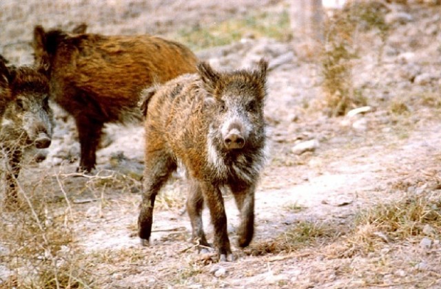 Спипаха бракониер от Свищов, гръмнал диво прасе